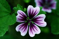 马洛葵一平方需要播种多少种子