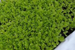 家庭种植香菜的方法和步骤