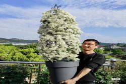 银币铁线链的种植养护经验分享