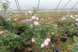 月季苗的价格为什么差距那么大？