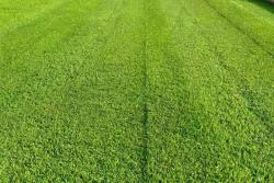 匍匐剪股颖草籽高温能播种吗