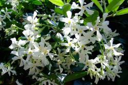 风车茉莉的养殖方法和注意事项