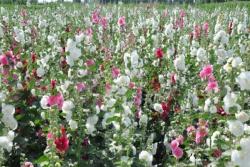 马洛葵种子什么时候播种好