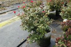 用修剪来控制月季开花时间