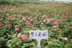 藤本月季小苗的价格,藤本月季小苗批发价格