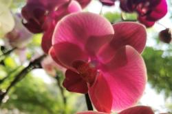 蝴蝶兰的花语和寓意