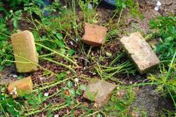 月季小苗快速出笋变壮的方法