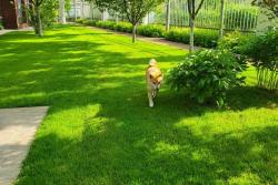 剪股颖草种子什么时间播种