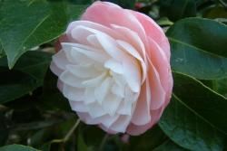 冬天有什么花开(冬季耐寒花卉推荐)