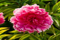 常见的宿根野花组合有哪些品种