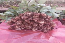 红双喜月季苗价格