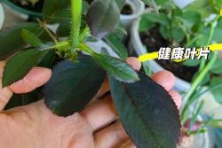 月季水肥管理避坑指南