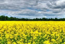 油菜花什么时候开花,花期持久多久