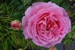 月季能够一年四季都开花吗