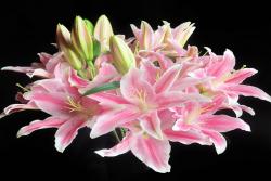 香水百合怎么养