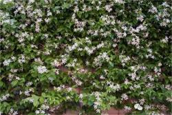 风车茉莉的养殖方法和注意事项