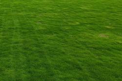 匍匐剪股颖草籽高温能播种吗