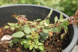 月季小苗快速出笋变壮的方法