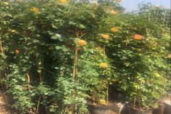 3年生藤本月季大苗的价格,藤本月季大苗价格