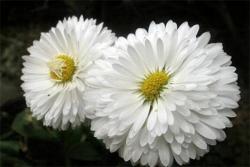 矢车菊的花语和象征寓意