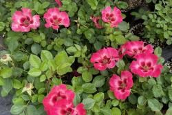 2023年月季小苗的价格是多少，月季小苗批发价格