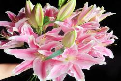 香水百合怎么养