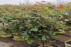 月季树批发价格以及栽培注意事项