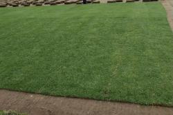 剪股颖草坪的优缺点