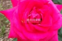 红色妖姬是玫瑰还是月季