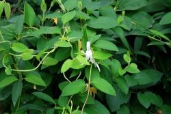 金银花种植与管理技术详解