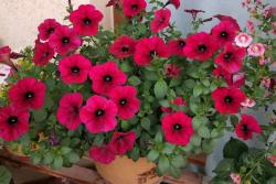 牵牛花是什么颜色的