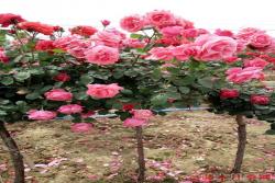 五公分月季树多少钱一株？价格原来是如此界定的