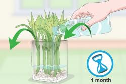 富贵竹养殖方法(水培)