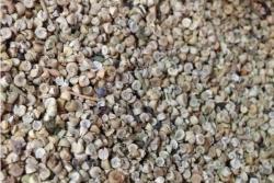 马洛葵种子什么时候播种好