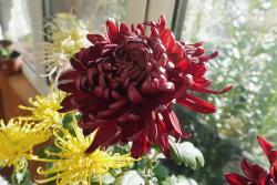 墨菊是什么颜色,有哪些品种