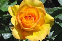 大花月季盆栽苗1.2-1.8元一棵，大量供应