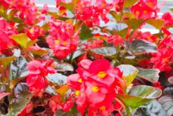 四季海棠的花语和象征寓意