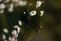 梅花的象征寓意以及特殊的含义