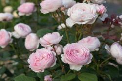 夏季怎么养护月季花