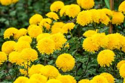 黄菊花一般在什么时候开花？