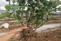 月季裸根苗最新价格(2022年最新批发价格)