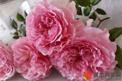 月季花什么时候开花，一年开几次