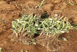 月季裸根苗最新价格(2022年最新批发价格)