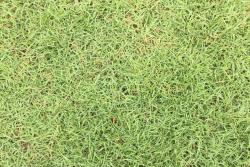 夏威夷草坪养护全攻略！