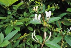 金银花种植与管理技术详解