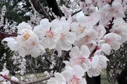 一月到十二月的花是什么花