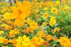 黄菊花一般在什么时候开花？