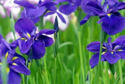 鸢尾花的花语和传说