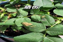 夏天月季黄叶的几大原因分析