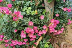 安吉拉月季苗价格,安吉拉月季苗批发价格